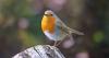 Robins will thrive this summer when gardeners leave out common food item now
