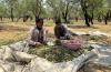 Almond Harvest Begins Early in Kashmir, Farmers Blame Climate Change