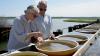 Inside the Dennis hatchery producing millions of oysters and clams