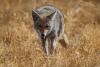 The Reason You Are Seeing More Coyotes Now During Daylight Hours In Texas