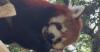 Shanghai-gifted red pandas win hearts in Taipei
