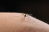The secret weapon mosquitoes are using to win the war against humans: evading insecticides