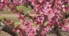 Tom Poland: Peach blossom lit
