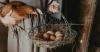 Scientists confirm the egg came long before the chicken