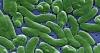 What is the "flesh-eating" bacteria that has caused five deaths and why is it concerning this summer in the United States