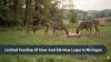 Michigan law now allows limited backyard feeding of deer and elk
