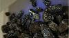 Independent concept processing study completed for Viking Mines’ Nevada project