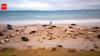 New Zealand is investing $202 million in a mega-operation aimed at restoring three islands destroyed by invasive species