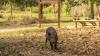 Poland hired hunters to clear 3,000 boars from its capital, then playground killings sparked protests