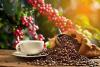 COFFEE GOLD RUSH! Brazil Harvest Delay Sends Prices Soaring, Ugandan Farmers Smile