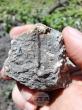 Paleontologists Unearth Crocodile Tooth, Dinosaur Bone at Tran Fossil Site