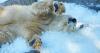 Life is ice ‘n’ easy for polar bears at Prague Zoo