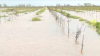 OGUN AGRIC MINISTRY DISPATCHES HIGH-LEVEL TEAM TO ASSESS FLOOD-RAVAGED FISH FARMS