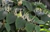 Invasive plants having detrimental effect on organic farms – DAFM