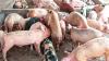 Leadway tasks pig farmers on ASF
