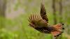 WVDNR Announces New Wildlife Disease and Mortality Online Reporting Tool