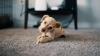 How to stop pet hair from sticking to furniture
