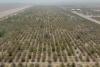Abu Dhabi launches housing loan for subdivided agricultural land