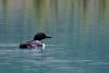 Who Has The Best Loon Call? Find Uut In Belgrade Saturday