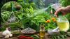 Gardening Tips: DIY Organic Pest Control Solutions for Monsoon Gardens