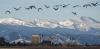 Not all Coloradans want to share their cities with Canada geese and their poop – a wildlife manager shares the control methods that work