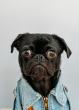 Drug-Resistant Superbug Can Jump From Pets To New Yorkers