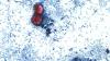 Cyclospora outbreak hits Florida with more than 200 cases | County-by-county breakdown
