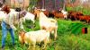 ZADAC urges Zambians to venture in goat farming
