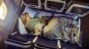 6 Airlines Offering Lie-Flat Economy Sleep Products For A Fraction Of Business Class