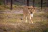 Rescue and relocation: 11 lions find sanctuary in South Africa