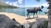 At Wyoming's Grand Teton, visitor unexpectedly encounters a majestic moose along lakeside trail