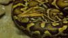 Florida python team logs first 'four-ton' season after removing record 177 snakes