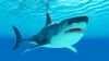 In Florida, man pushes pregnant fiancée to safety, then fights off a shark