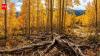The 16,000-year-old Pando appears to be a forest, but scientists say all 47,000 trees belong to a single living organism