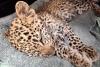 South African farmers found a starving leopard cub in a chicken coop, then helped save Mohli