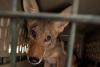Florida coyote rescued from a canal leaves rehab, heads to live with other coyotes