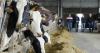 Galicia extends the restrictions for nodular dermatosis by one month to protect its cattle herd.