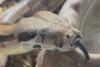 Massachusetts resident asks for help after 10-foot pet boa escapes, town says 'no threat'