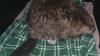 Nebraska beaver found covered in icicles by a liquor store makes a sunset return to the wild