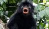 New monkey species with orange lips found ‘hiding’ in DRC forest