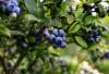 Agronometrics in Charts: Peruvian blueberry sector leads export boom with 18 new markets