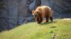 Catholic deacon fell 93 feet while grizzly bear attacked in Montana's Glacier National Park