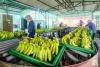 Peru debuts banana exports to China