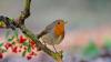 Irish gardeners encouraged to leave out 1 simple item to help robins thrive in summer