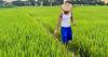 El Niño fears overblown, but agribusinesses urged to strengthen supply chain defences