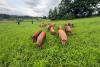 15 escaped pigs wrangled on busy New Jersey road