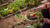 Gardening experts say these are the best veggies to plant in August 