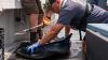Can scientists track sharks in real time? A UMaine researcher explains