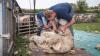 Government rejects renewed calls to save sheep shearer visas