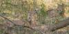 Minnesotans have better way to understand area wildlife with new DNR tools